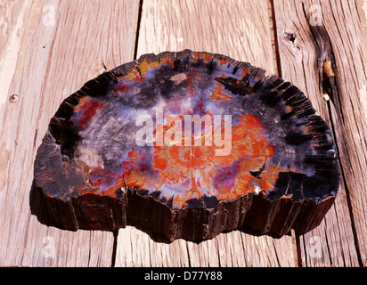 Versteinertes Holz Platte Chinle Formation Petrified Forest National Park Arizona poliert. Stockfoto