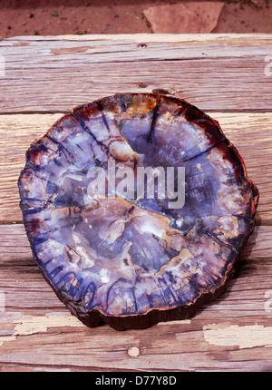 Versteinertes Holz Platte Chinle Formation Petrified Forest National Park Arizona poliert. Stockfoto