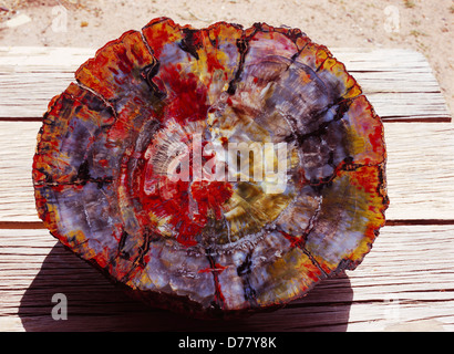 Versteinertes Holz Platte Chinle Formation Petrified Forest National Park Arizona poliert. Stockfoto