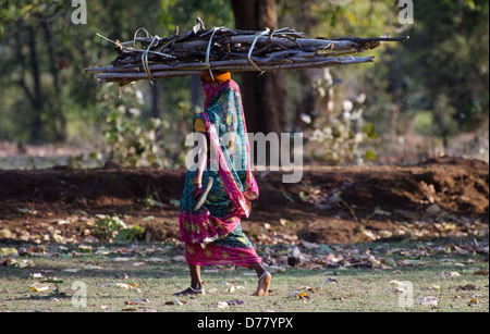 Inderin mit Stick Bundle auf Kopf, ausgewogen, Madhya Pradesh, Indien Stockfoto