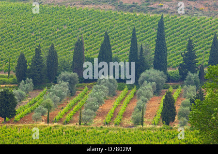 Weinberg in der Nähe von Sant' Antimo Abbey. Montalcino. Castelnuovo-dell'abate. Toskana-Landschaft. Siena Province.Tuscany. Italien. Europa Stockfoto