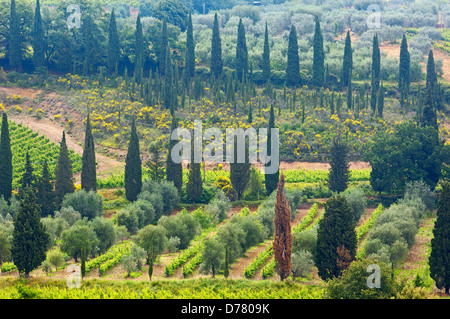 Weinberg in der Nähe von Sant' Antimo Abbey. Montalcino. Castelnuovo-dell'abate. Toskana-Landschaft. Siena Province.Tuscany. Italien. Europa Stockfoto