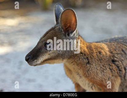 TAMMAR Wallaby, Kangaroo Island, Australien Stockfoto