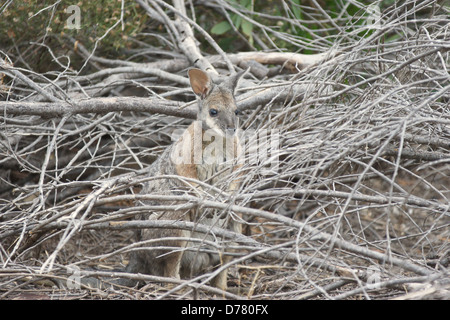 TAMMAR Wallaby, Kangaroo Island, Australien Stockfoto