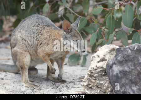 TAMMAR Wallaby, Kangaroo Island, Australien Stockfoto