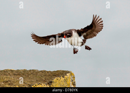 Sittich Auklet Aethia geflohen Landung auf Felsen Saint-Paul-Insel Alaska USA Stockfoto