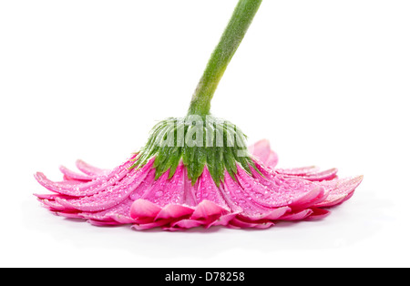 Rosa Gerbera auf weißem Hintergrund Stockfoto