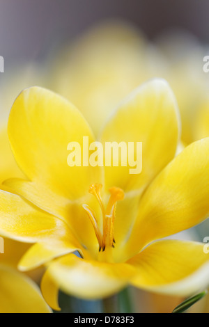 Crocus Chrysanthus 'Cream Beauty' Stockfoto