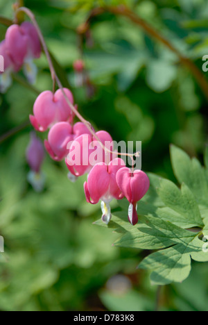 Dicentra Spectabilis Tränendes Herz Blumen genannt. Stockfoto