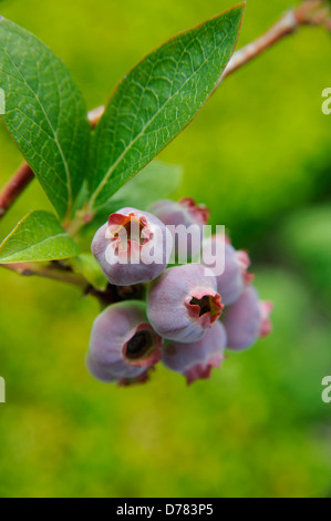 Lila Beeren der Heidelbeere, Vaccinium Corymbosum Reifung. Stockfoto