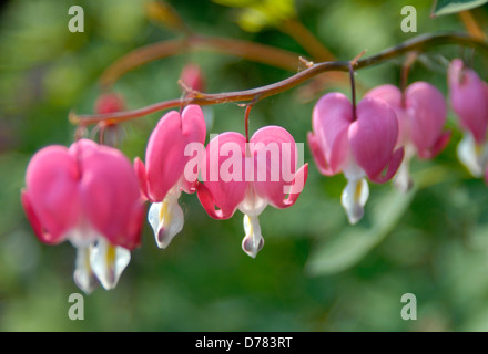 Dicentra Spectabilis Tränendes Herz Blumen genannt. Stockfoto