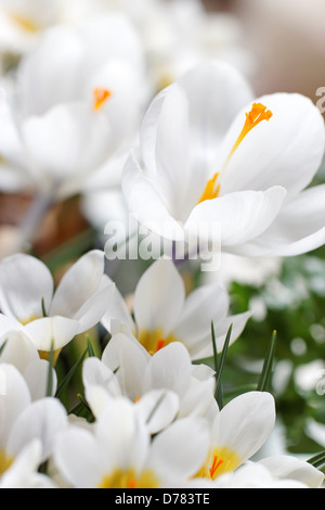 Weiße Krokus Jeanne d ' Arc ("Jungfrau von Orléans") und "Snow Bunting" Crocus Stockfoto