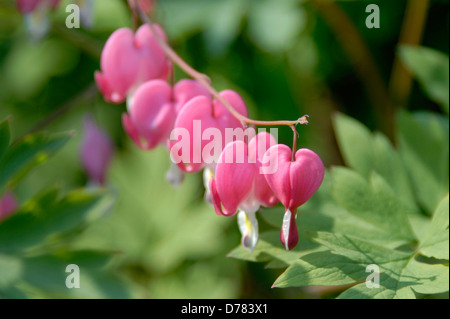 Dicentra Spectabilis Tränendes Herz Blumen genannt. Stockfoto