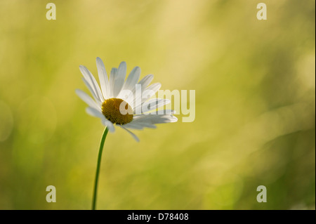 Einzelnen Ochsen-Auge Gänseblümchen im gefleckten Sonne und Schatten. Stockfoto