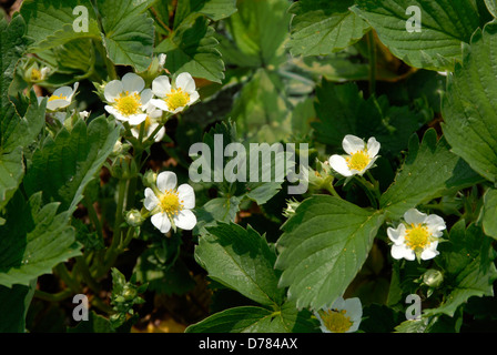 Garten Erdbeere Pflanzen in Blüte Stockfoto