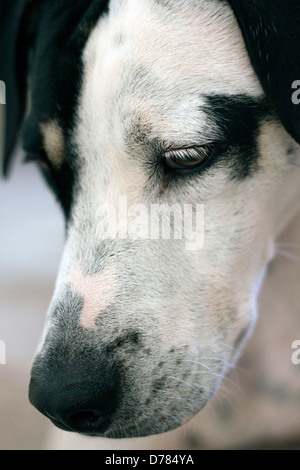 Dalmatinischen Zeiger kreuzen Hund auf der Suche nach unten Stockfoto