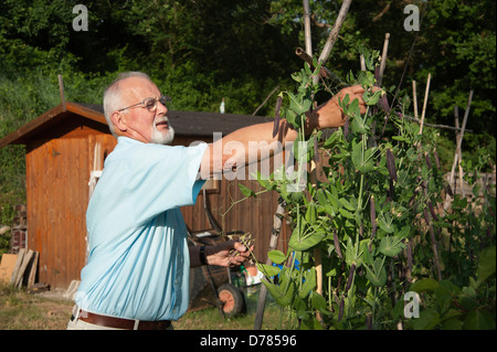 Mann Kommissionierung violette Hülsen von Erbsen, Bambus Wigwam aufwachsen. Stockfoto