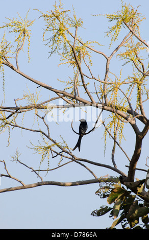 schwarzer Drongo Dicrurus Macrocercus, Sitzstangen, Baum, Madhya Pradesh, Indien Stockfoto