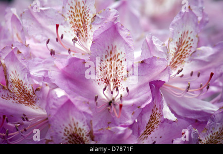 Nahaufnahme der Blüte der Ping Rhododendron Blüten Stockfoto