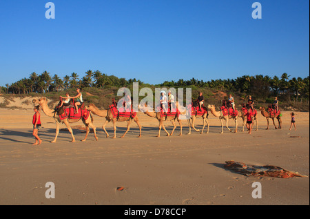 Kamel Zug Broome Westaustralien Stockfoto