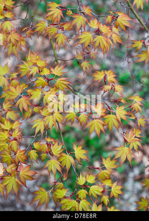 Acer Palmatum Katsura. Japanisches Ahornblatt-Muster von oben Stockfoto