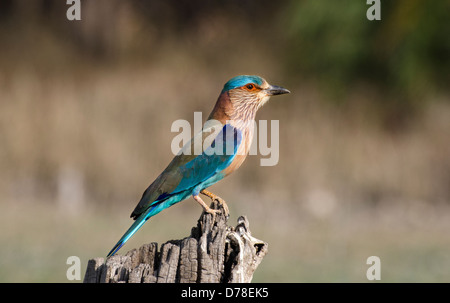 indische Walze, Coracias feige, Madhya Pradesh, Indien Stockfoto