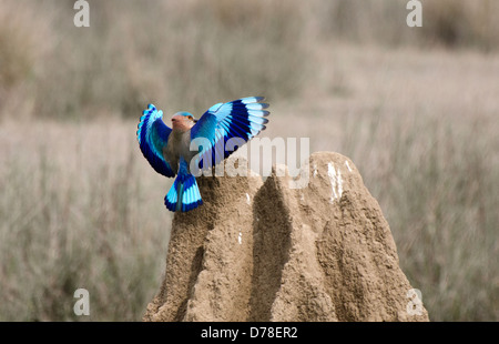 indische Walze, Coracias feige, aussteigen, Landung, Termite Mound, Madhya Pradesh, Indien Stockfoto