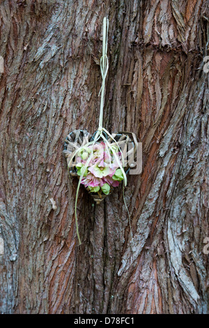 Metasequoia Glyptostroboides. Hölzerne Blume Herz hängt an einem Baumstamm Dawn Redwood Stockfoto