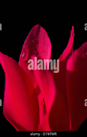 Verkürzten Blick auf einzelne Blume Alpenveilchen Sorte mit Wassertropfen auf Blütenblatt Oberfläche zu schließen. Stockfoto