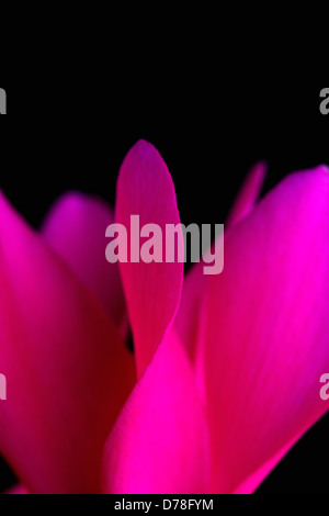 Schließen Sie verkürzten Blick auf einzelne Blume Alpenveilchen Sorte. Stockfoto