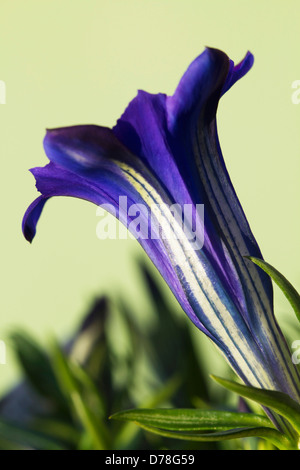 Single, Trichter geformte Blume von Gentiana Sino-Ornata Schuss Seide Reich blau mit weißen Streifen. Stockfoto