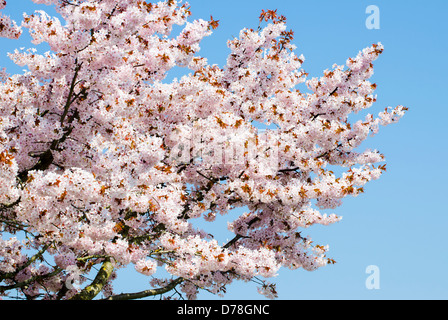 Rosa Blüten auf einem Baum im Frühling. Stockfoto