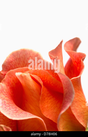 Rosa Sorte. Schließen Sie verkürzten Blick auf einzelne Blume mit zarten Netz von Adern über Blütenblätter. Stockfoto