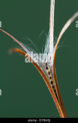 Aufrechte Samenkapsel der Laubwälder Weidenröschen Epilobium Montanum aufplatzen, Samen feinen weißen Härchen zu offenbaren die Wind zu unterstützen Stockfoto