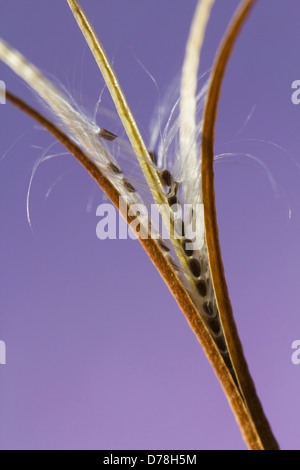 Aufrechte Samenkapsel der Laubwälder Weidenröschen Epilobium Montanum aufplatzen, Samen feinen weißen Härchen zu offenbaren die Wind zu unterstützen Stockfoto