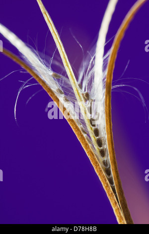 Aufrechte Samenkapsel der Laubwälder Weidenröschen Epilobium Montanum aufplatzen, Samen feinen weißen Härchen zu offenbaren die Wind zu unterstützen Stockfoto