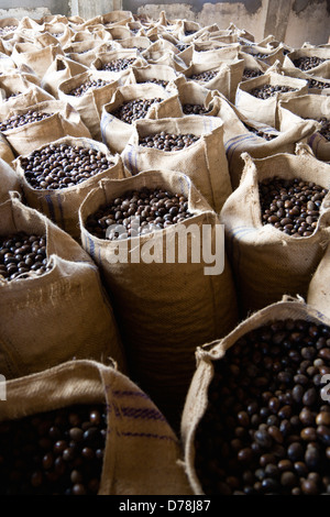 Karibik, Windward-Inseln, Grenada, Säcke mit getrockneten Muskatnüsse, Myristica Fragrans in Gouyave Muskatnuss Verarbeitung Fabrik. Stockfoto