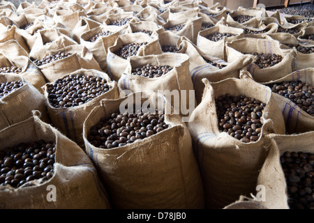 Karibik, Windward-Inseln, Grenada, Säcke mit getrockneten Muskatnüsse, Myristica Fragrans in Gouyave Muskatnuss Verarbeitung Fabrik. Stockfoto