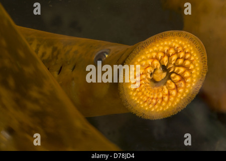 Meerneunauge (Petromyzon Marinus), Cayuga Lake, New York, parasitische Neunaugen auf atlantische Küsten von Europa und Nordamerika gefunden Stockfoto