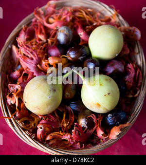 West Indies Windward Islands Grenada Korb am Belmont Estate Plantage in St Patrick Pfarrei mit Muskat Frucht Muskatnüsse Stockfoto