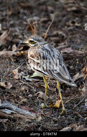 indische dick-Knie Burhinus Oedicnemus Indicus, Madhya Pradesh, Indien Stockfoto