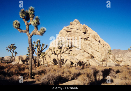 USA Kalifornien Joshua Tree Nationalpark Joshua Bäume Yucca Brevifolia in kargen Landschaft mit gewölbten Felsformation hinter. Stockfoto