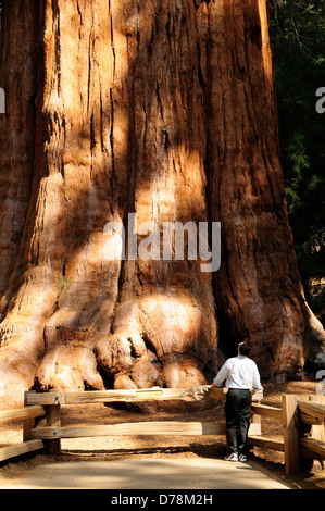 USA, Kalifornien, Mann stand am Fuße des großen Kofferraum des Redwood Sequoia Sempervirens, die auf der Suche nach oben. General Sherman. Stockfoto