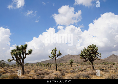 USA Kalifornien Joshua Tree Nationalpark Joshua Bäume Yucca Brevifolia in kargen Landschaft mit dramatischen Wolkenformationen in Stockfoto