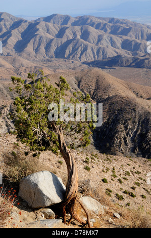 USA, California, Joshua Tree National Park, Baum und Berg Landschaft von Keys View verdreht. Stockfoto