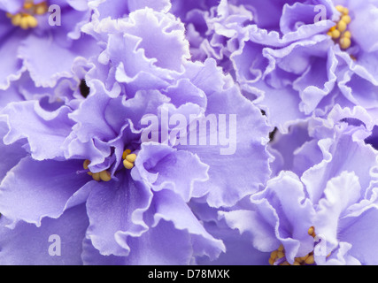 Schöne lila dekorative Terry violett Blumen Makro Stockfoto