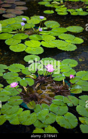 China Hong Kong Kowloon Diamond Hill Nan Lian Gardens.Pink blaue Blumen mit schwimmenden grünen Seerosen im Tempelgelände. Stockfoto