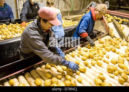 Kanada, Alberta, Kinn, Arbeiter sortieren FL 1879 Kartoffeln auf Förderband für den Transport auf Kartoffel-Anlage zur Herstellung von Chips. Stockfoto