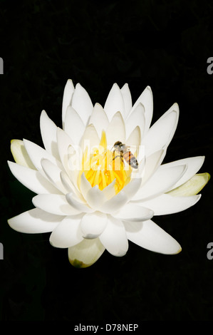 USA, Georgia, Savannah, Biene auf gelber Mitte der Seerose, Nymphaea Alba, umgeben von weißen Blütenblättern. Stockfoto