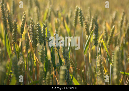 England, West Sussex, Henfield, Weizenfeld. Stockfoto
